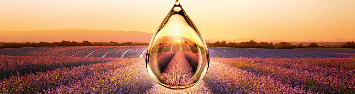 lavender field with a essential oil droplet graphic